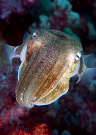 Birmanie - Mergui - 2018 - DSC03217 - Broadclub cuttlefish - Seiche - Sepia latimanus
